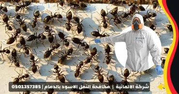 شركة مكافحة النمل الاسود بالدمام شركة مكافحة النمل الاسود بالدمام