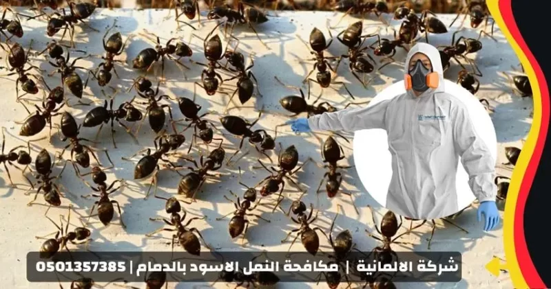 شركة مكافحة النمل الاسود بالدمام